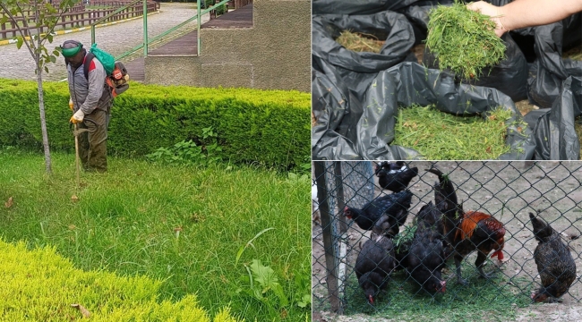 PARK BAHÇE ÇİMLERİ HAYVANAT BAHÇESİNE YEM OLUYOR