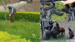 PARK BAHÇE ÇİMLERİ HAYVANAT BAHÇESİNE YEM OLUYOR