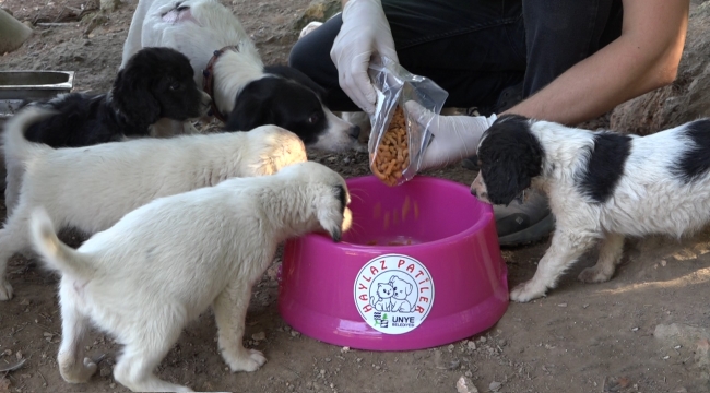 ÜNYE BELEDİYESİ'NDEN CAN DOSTLARA MAMA TESİSİ…