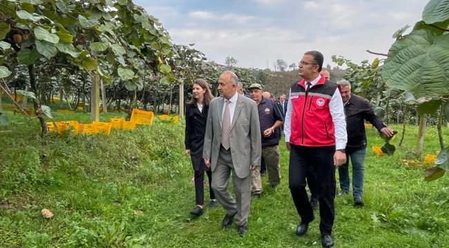 ORDU'DA KİVİ HASATI BAŞLADI 