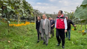 ORDU'DA KİVİ HASATI BAŞLADI