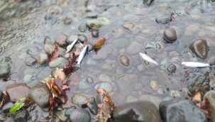 İLKÜVEZ'DE BALIKLAR NEDEN ÖLDÜ?