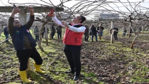ORDU'DA KİVİDE BUDAMA VE GÜBRELEME EĞİTİMİ