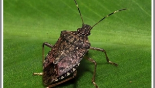 "KIŞLAKLARI KONTROL EDELİM, KAHVERENGİ KOKARCAYI YOK EDELİM"