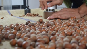 EMEP, "TMO'NUN FINDIK SATIŞI YİNE ÜRETİCİYİ MAĞDUR EDECEK"