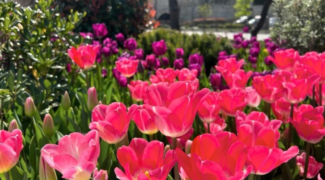 ORDU'DA GÖRSEL ŞÖLEN