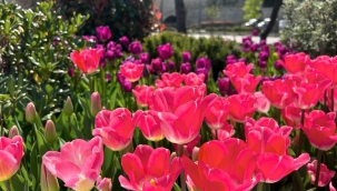 ORDU'DA GÖRSEL ŞÖLEN