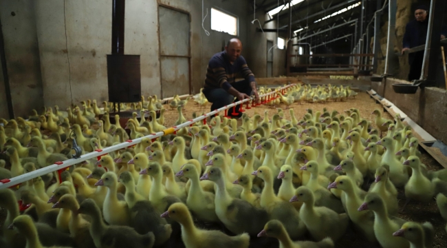 BÜYÜKŞEHRİN 'ALIM GARANTİSİ' VATANDAŞLARI ÜRETMEYE TEŞVİK EDİYOR