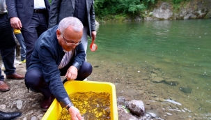 ÇAYBAŞI CURİ DERESİ'NE 5 BİN KIRMIZI BENEKLİ ALABALIK SALINDI