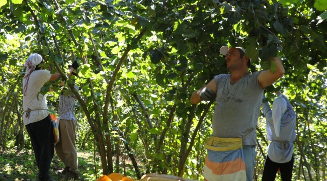 "FINDIK DALDA AKLIN İŞÇİDE KALMASIN" PROJESİ SÜRÜYOR