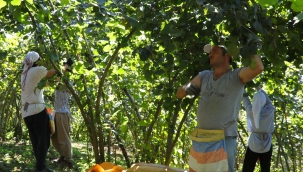 "FINDIK DALDA AKLIN İŞÇİDE KALMASIN" PROJESİ SÜRÜYOR