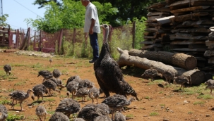 HİNDİ YETİŞTİRİCİLİĞİ GELİR KAPISI OLDU