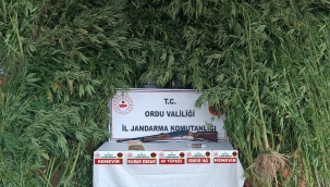 JANDARMADAN ALTINORDU'DA UYUŞTURUCU OPERASYONU