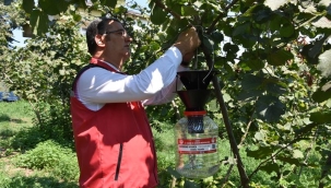 KAHVERENGİ KOKARCA'YA KARŞI FEROMON TUZAKLAR KULLANILMAYA BAŞLANDI