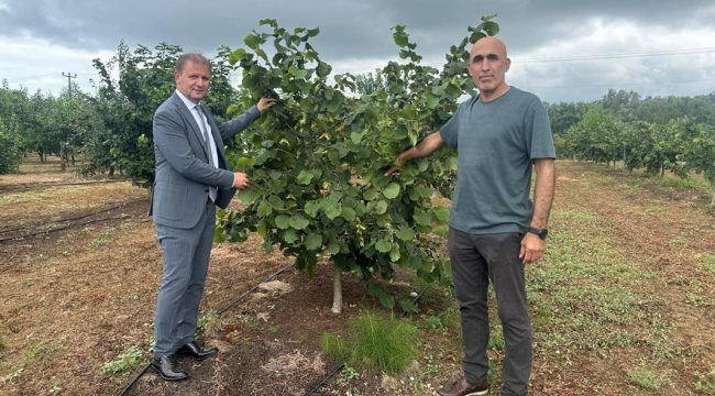 ODÜ'DEN FINDIKTA VERİMİ ARTIRACAK TÜBİTAK PROJESİ