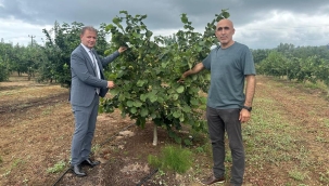 ODÜ'DEN FINDIKTA VERİMİ ARTIRACAK TÜBİTAK PROJESİ