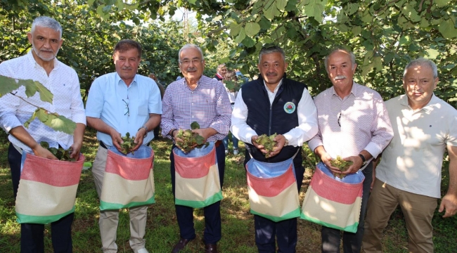 ORDU'DA FINDIK HASADI BAŞLADI