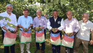 ORDU'DA FINDIK HASADI BAŞLADI