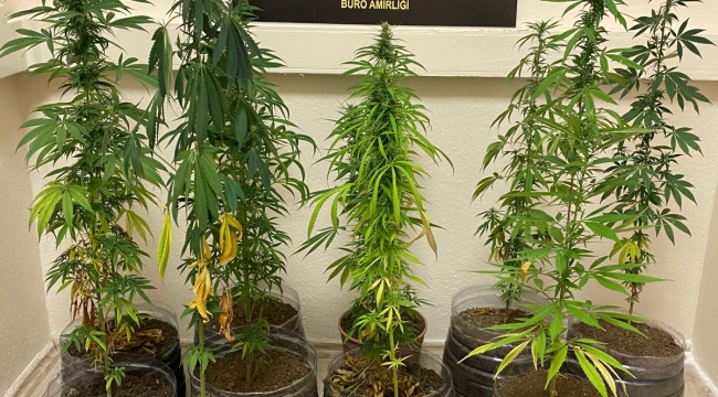 ORDU'DA NARKOTİK OPERASYONLAR SÜRÜYOR