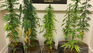 ORDU'DA NARKOTİK OPERASYONLAR SÜRÜYOR