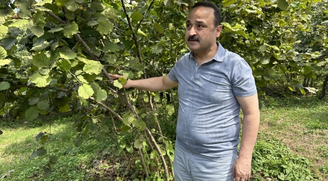 ŞANLITÜRK: "KAHVERENGİ KOKARCA BÖCEĞİ ZARARLISINA DİKKAT!"