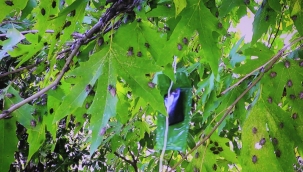 KAHVERENGİ KOKARCA MÜCADELESİ DEĞERLENDİRİLDİ