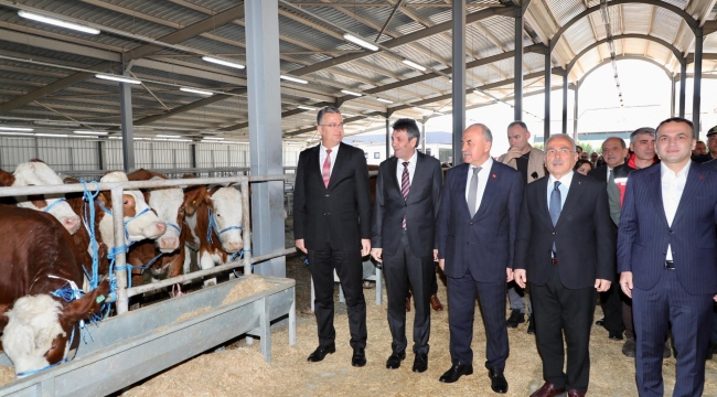 FATSA'DA ÜRETİCİLERE GEBE DÜVE DAĞITIMI YAPILDI