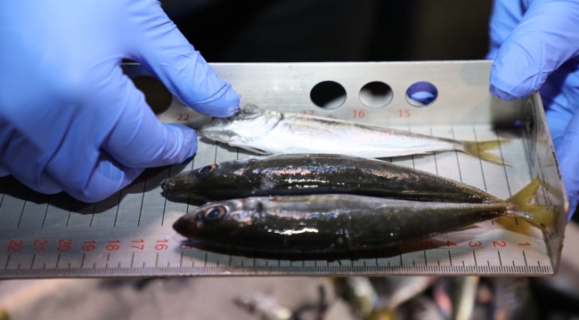 Altınordu Su Ürünleri Hali'nde Sıkı Denetim