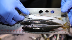 Altınordu Su Ürünleri Hali'nde Sıkı Denetim