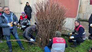 Can ve Mal Güvenliği İçin Budama Çalışması