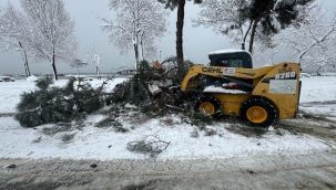 Ordu'da Şiddetli Kar Ağaçlara Zarar Verdi