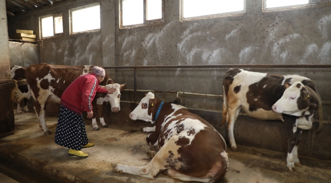 Büyükşehir Hayvan Besicilerinin Yüzünü Güldürdü