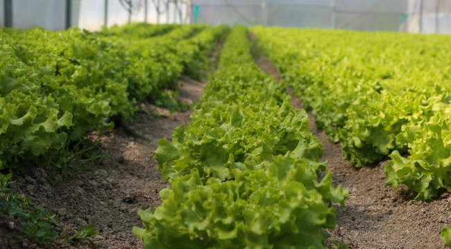 Büyükşehir Yetiştiriyor, Üretici Kazanıyor