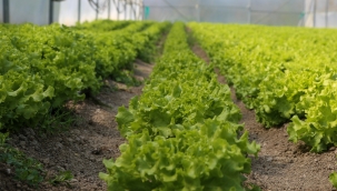 Büyükşehir Yetiştiriyor, Üretici Kazanıyor