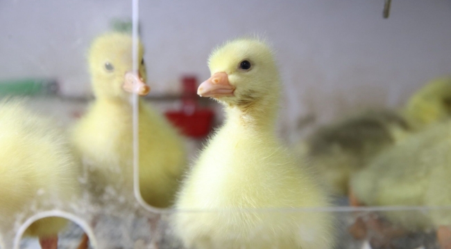 Kaz Yetiştiriciliği Artıyor