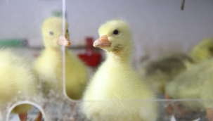 Kaz Yetiştiriciliği Artıyor