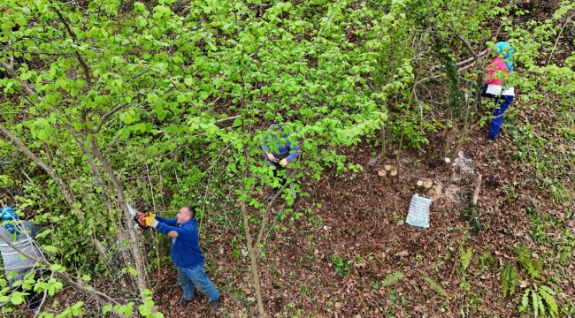 Ordu'da Bahçelerde Verim Artıyor