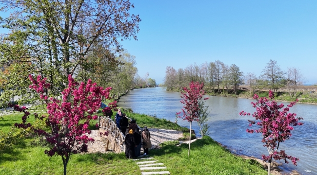 Ordu'nun Parklarında Ağaçlar Çiçek Açtı