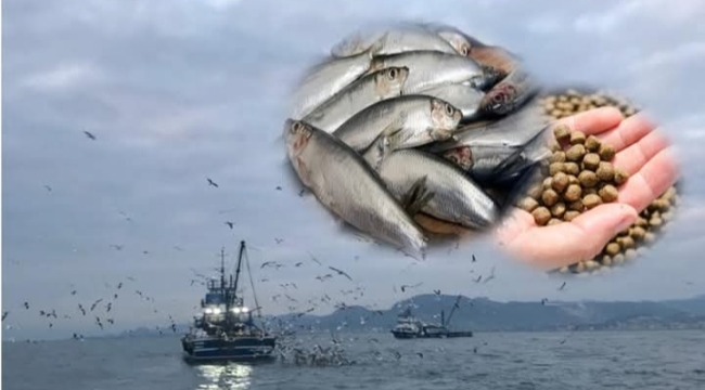 Ünye İlçe Tarım'dan "Çaça Avcılığı" Duyurusu