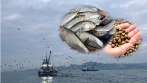 Ünye İlçe Tarım'dan "Çaça Avcılığı" Duyurusu