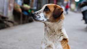 Vali Erol, Sayılı Hayvanları Koruma Kanunu'nun Tavizsiz Uygulanmasını İstedi