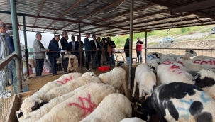 Ünye Hayvan Pazarında Bayram Bereketi