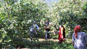 Ordu'da Fındık Toplamaya Rekor Başvuru