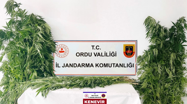 Perşembe ve Gölköy'de 2.567 Kök Kenevir Ele Geçirildi
