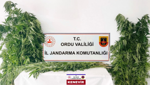 Perşembe ve Gölköy'de 2.567 Kök Kenevir Ele Geçirildi
