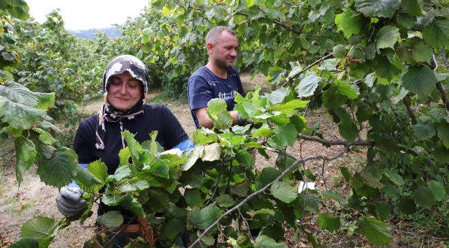 "Fındık Dalda Aklın İşçide Kalmasın" Projesi 6'ncı Yılında