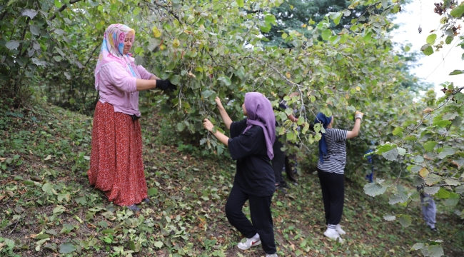 Fındık Dalda Kalmıyor, Aklın İşçide