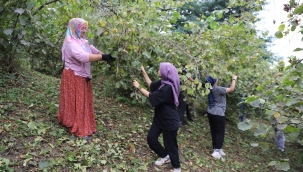 Fındık Dalda Kalmıyor, Aklın İşçide