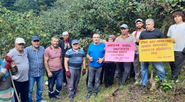 Fındık Üreticisi Fiyata Tepkili