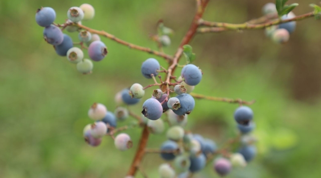 Mavi Yemiş: Kilosu 500 TL'den Başlıyor